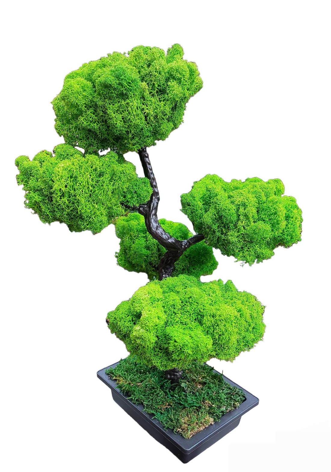 Bonsai cu licheni stabilizati, 41 cm - casă & stil de viață - accesorii pentru decorat casa - decorațiuni de masă și decorațiuni pentru rafturi  - bonsai, bonsai boluri, bonsai copac - Artynos.ro