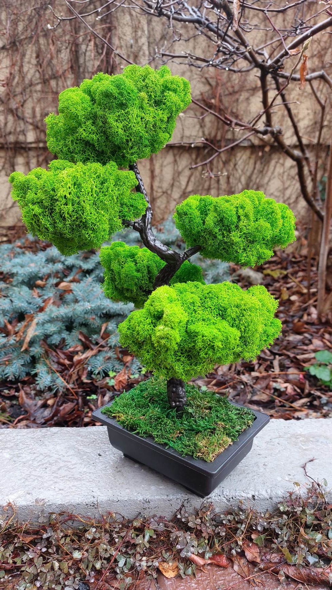 Bonsai cu licheni stabilizati, 41 cm - casă & stil de viață - accesorii pentru decorat casa - decorațiuni de masă și decorațiuni pentru rafturi  - bonsai, bonsai boluri, bonsai copac - Artynos.ro