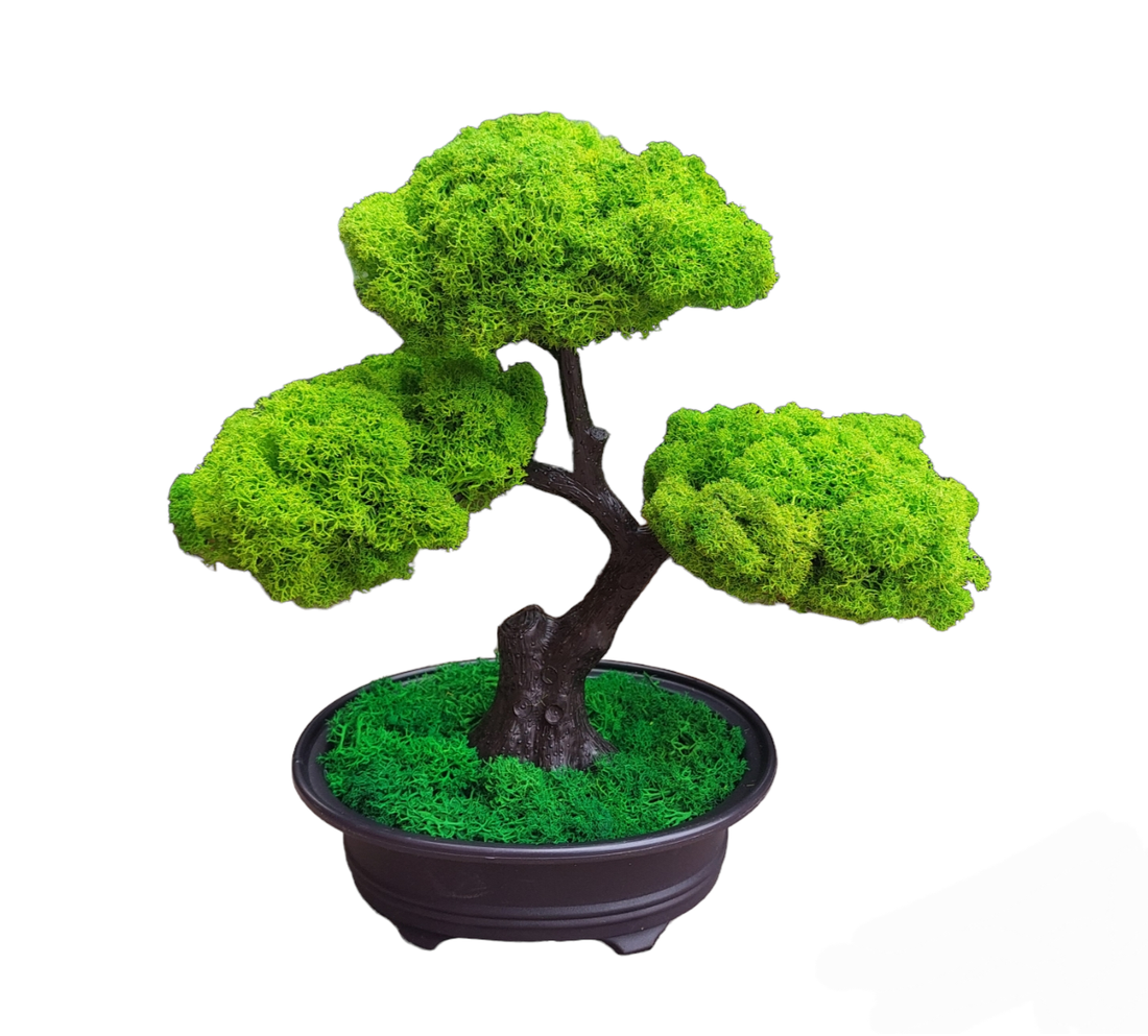 Bonsai cu licheni stabilizati, 25 cm - casă & stil de viață - accesorii pentru decorat casa - decorațiuni de masă și decorațiuni pentru rafturi  - bonsai, bonsai boluri, bonsai copac - Artynos.ro