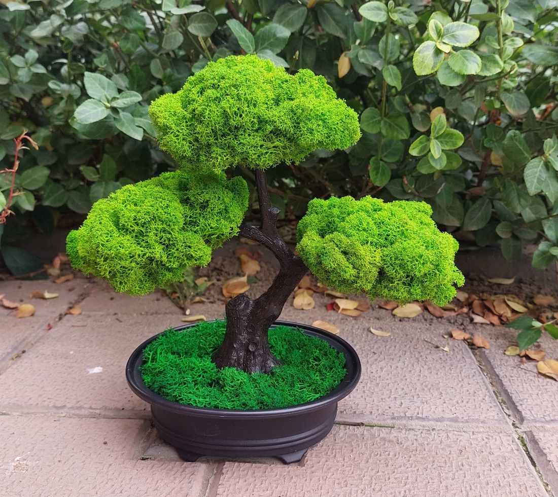 Bonsai cu licheni stabilizati, 25 cm - casă & stil de viață - accesorii pentru decorat casa - decorațiuni de masă și decorațiuni pentru rafturi  - bonsai, bonsai boluri, bonsai copac - Artynos.ro