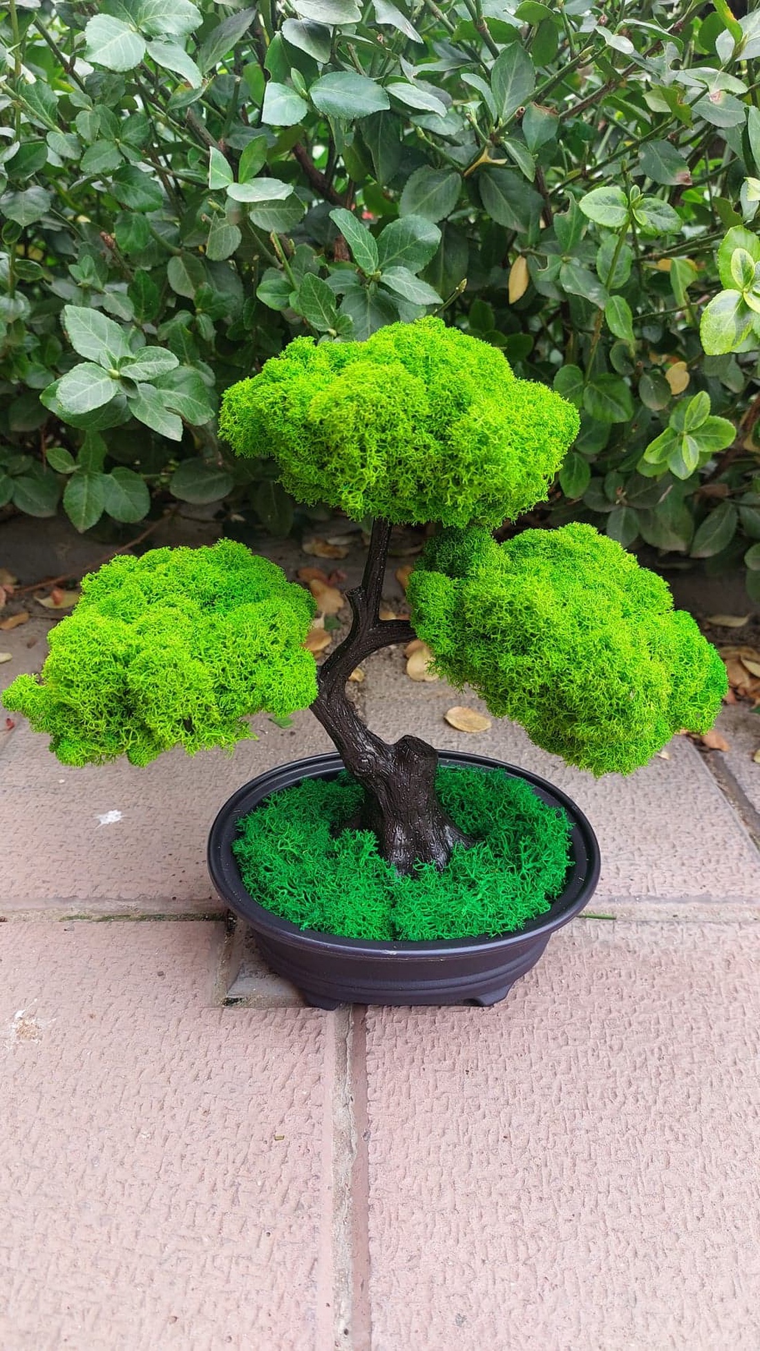 Bonsai cu licheni stabilizati, 25 cm - casă & stil de viață - accesorii pentru decorat casa - decorațiuni de masă și decorațiuni pentru rafturi  - bonsai, bonsai boluri, bonsai copac - Artynos.ro