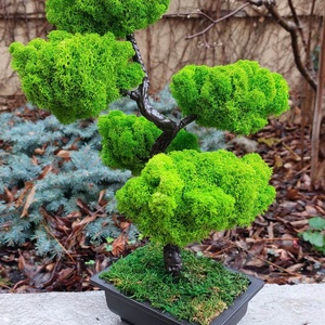 Bonsai cu licheni stabilizati, 41 cm - casă & stil de viață - accesorii pentru decorat casa - decorațiuni de masă și decorațiuni pentru rafturi  - bonsai, bonsai boluri, bonsai copac - Artynos.ro