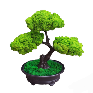 Bonsai cu licheni stabilizati, 25 cm - casă & stil de viață - accesorii pentru decorat casa - decorațiuni de masă și decorațiuni pentru rafturi  - bonsai, bonsai boluri, bonsai copac - Artynos.ro