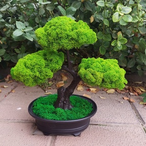 Bonsai cu licheni stabilizati, 25 cm - casă & stil de viață - accesorii pentru decorat casa - decorațiuni de masă și decorațiuni pentru rafturi  - bonsai, bonsai boluri, bonsai copac - Artynos.ro