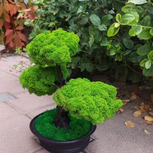 Bonsai cu licheni stabilizati, 25 cm - casă & stil de viață - accesorii pentru decorat casa - decorațiuni de masă și decorațiuni pentru rafturi  - bonsai, bonsai boluri, bonsai copac - Artynos.ro