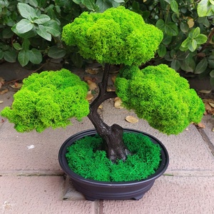 Bonsai cu licheni stabilizati, 25 cm - casă & stil de viață - accesorii pentru decorat casa - decorațiuni de masă și decorațiuni pentru rafturi  - bonsai, bonsai boluri, bonsai copac - Artynos.ro